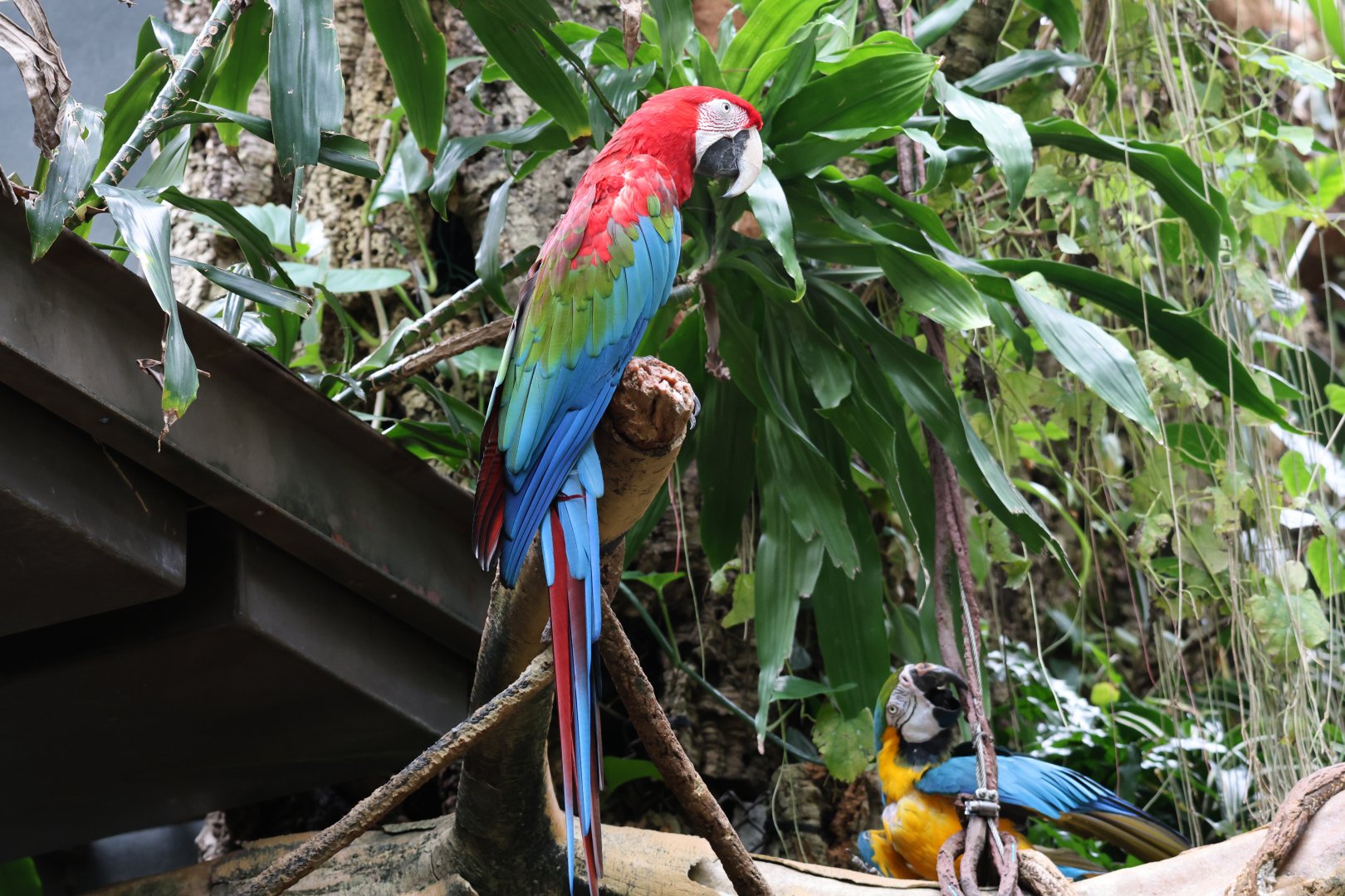Red-and-green macaw (Ara chloropterus) & Blue-and-yellow macaw (Ara ararauna)