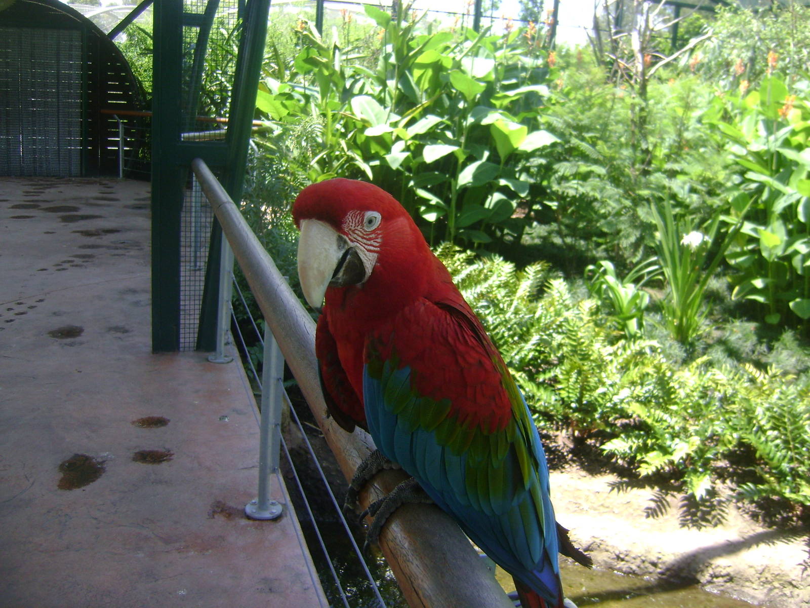 Red and green Macaw (Ara chloropterus) - Temaiken