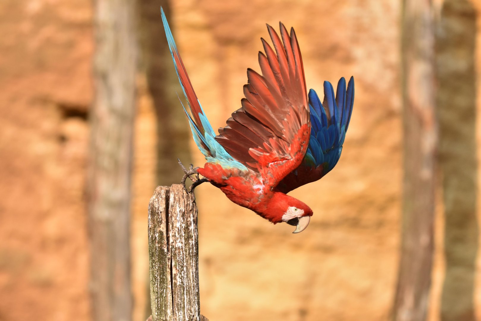 Red-and-green Macaw (Ara chloropterus)