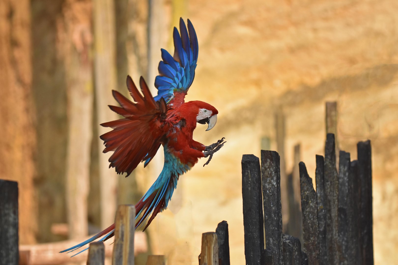 Red-and-green Macaw (Ara chloropterus)