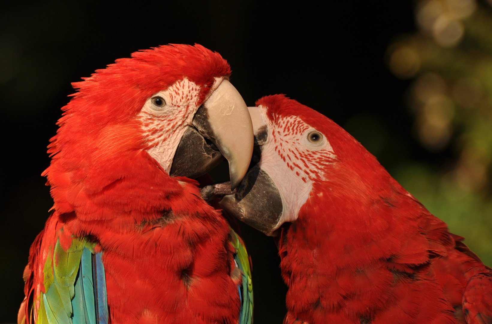 Red-and-green macaw (Ara chloropterus)