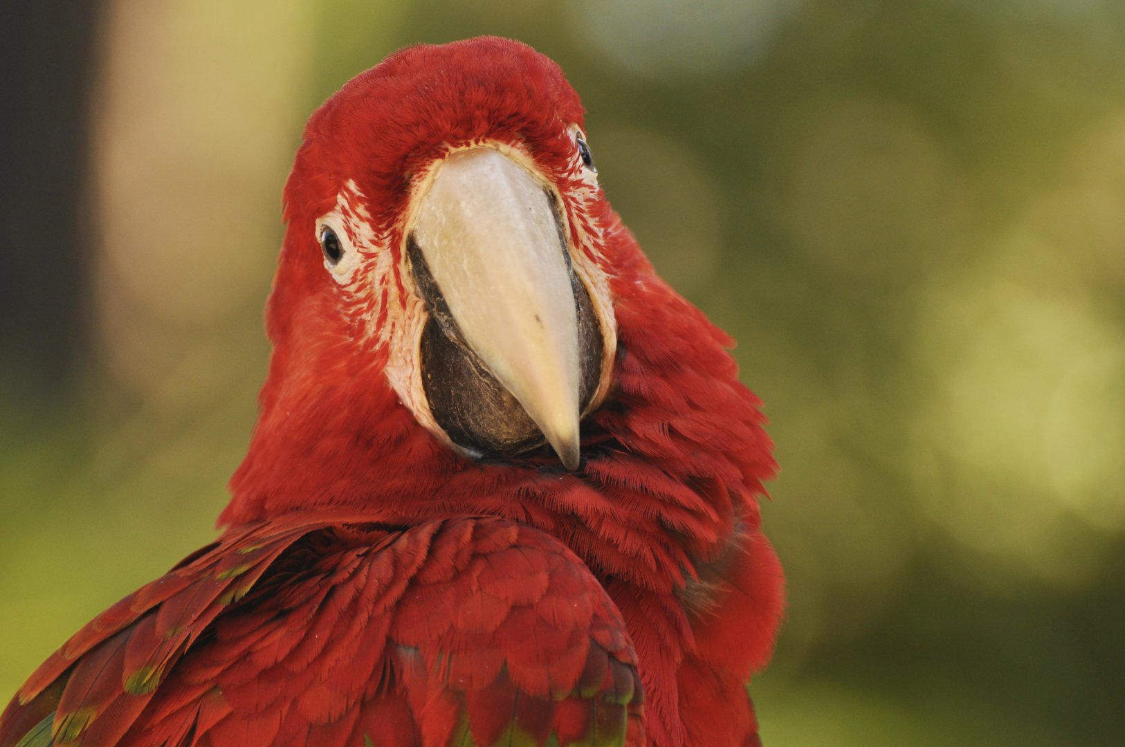 Red-and-green macaw (Ara chloropterus)