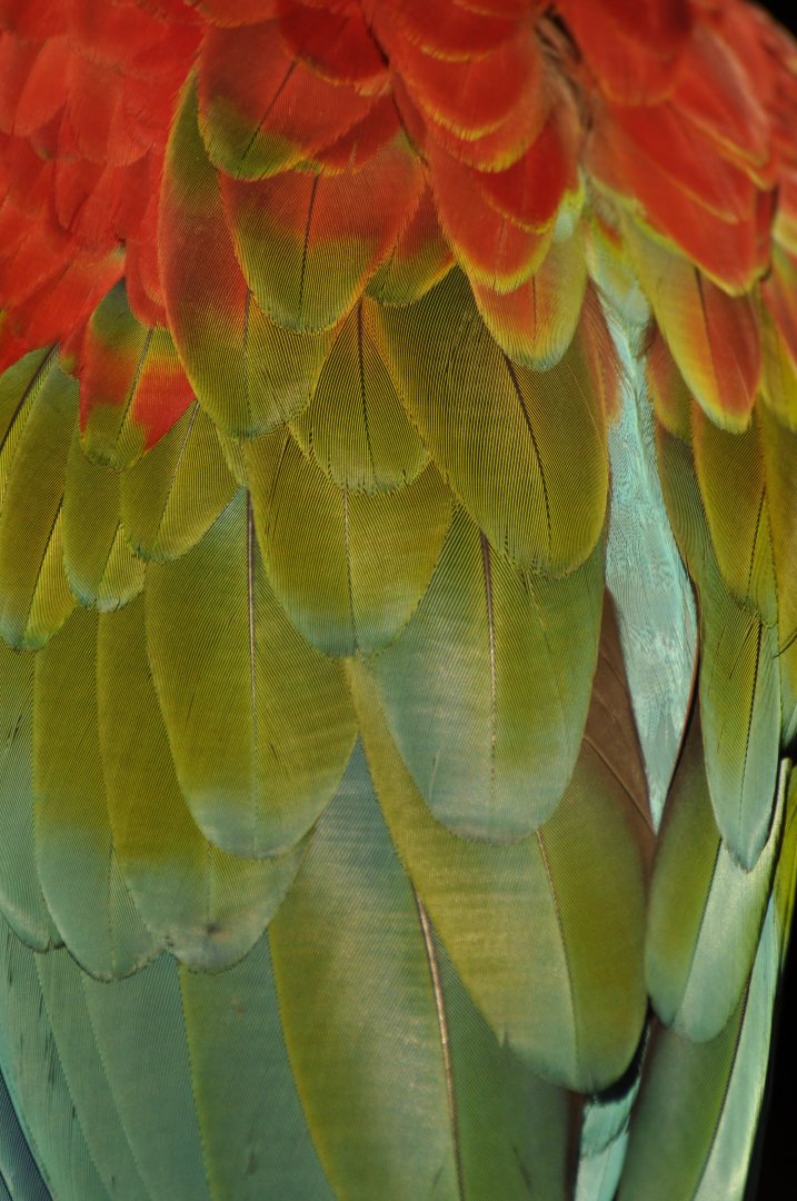 Red-and-green macaw (Ara chloropterus)