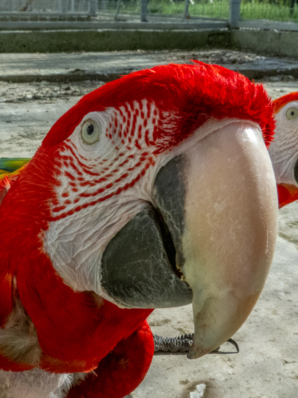 Red-and-green macaw / Ara chloropterus