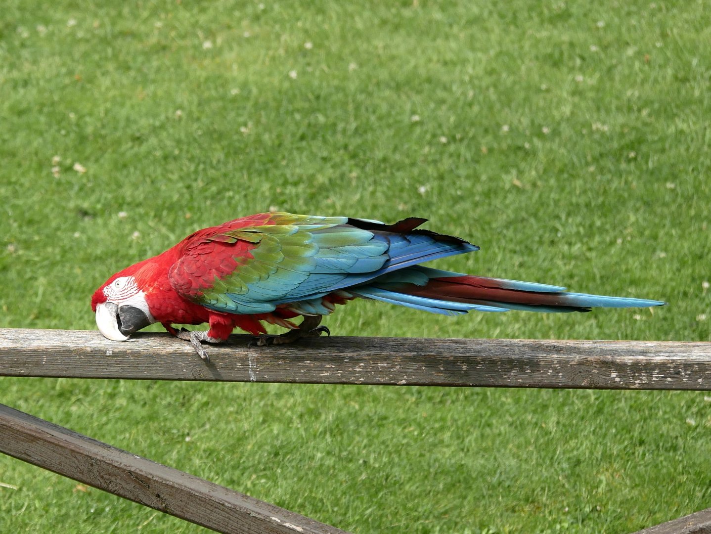 Red-and-green macaw (Ara chloropterus)