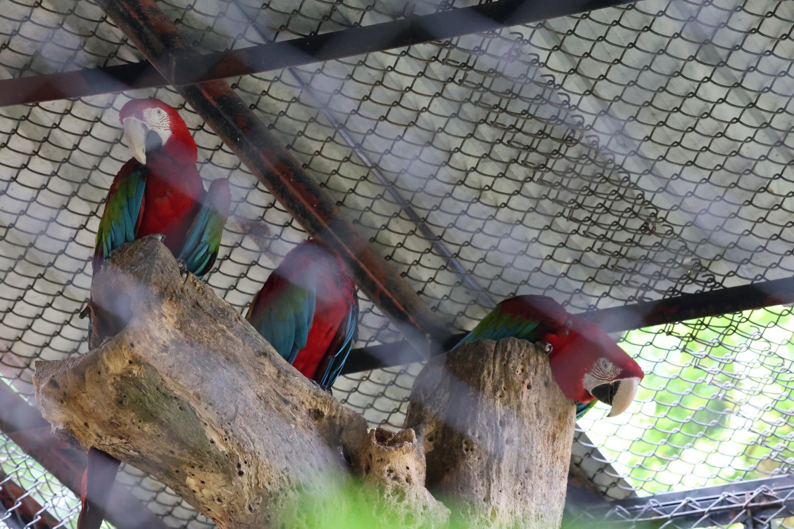 Red-and-green macaw (Ara chloropterus)