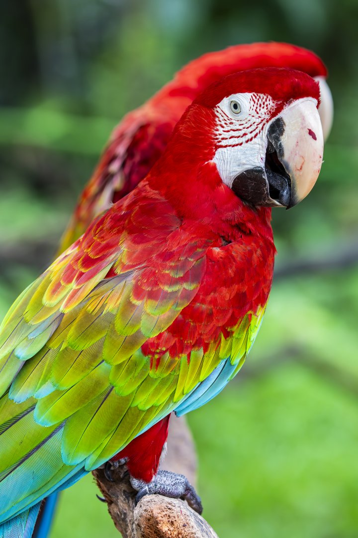 red-and-green macaw (Ara chloropterus)