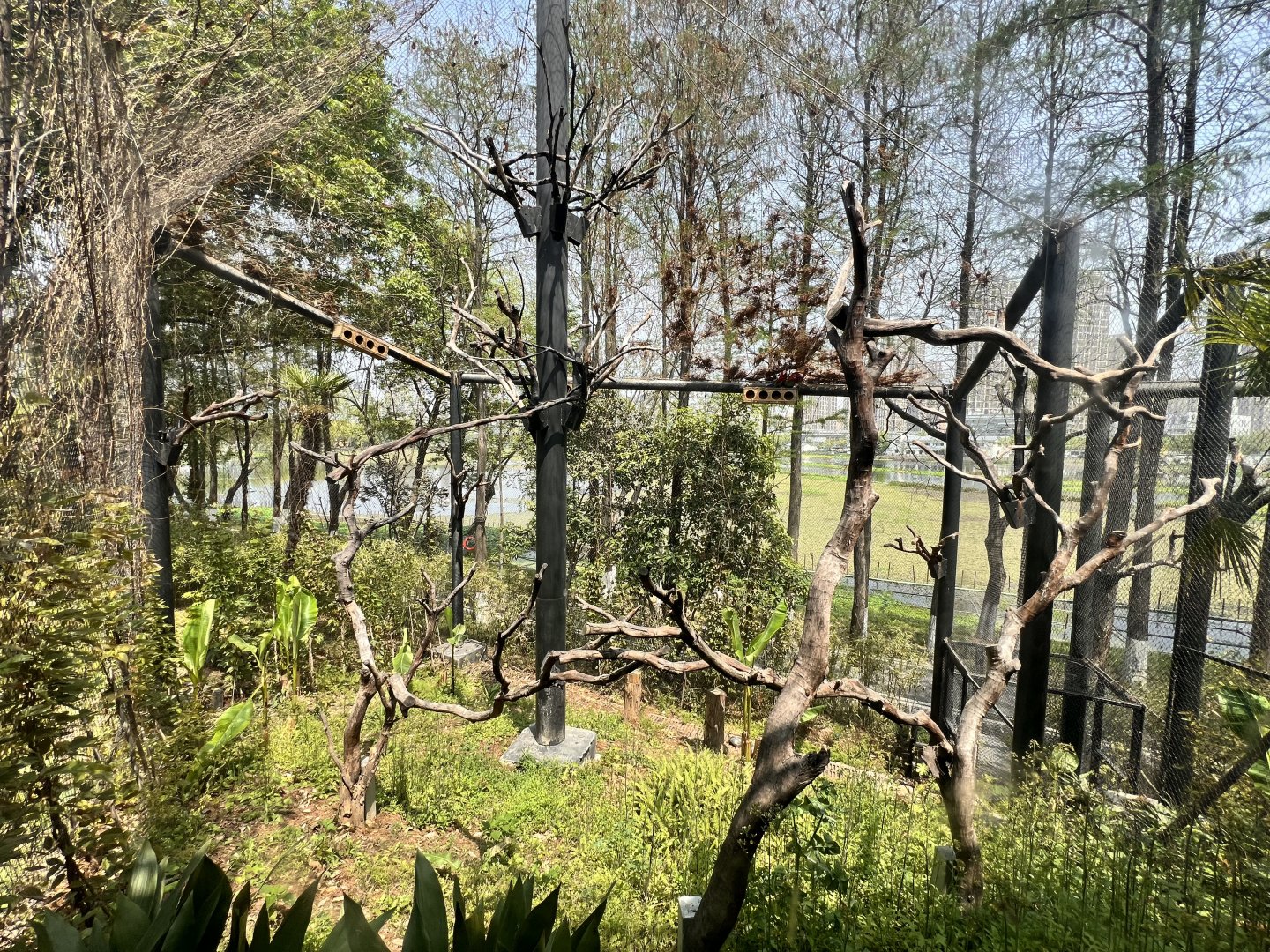Red and Green Macaw Aviary