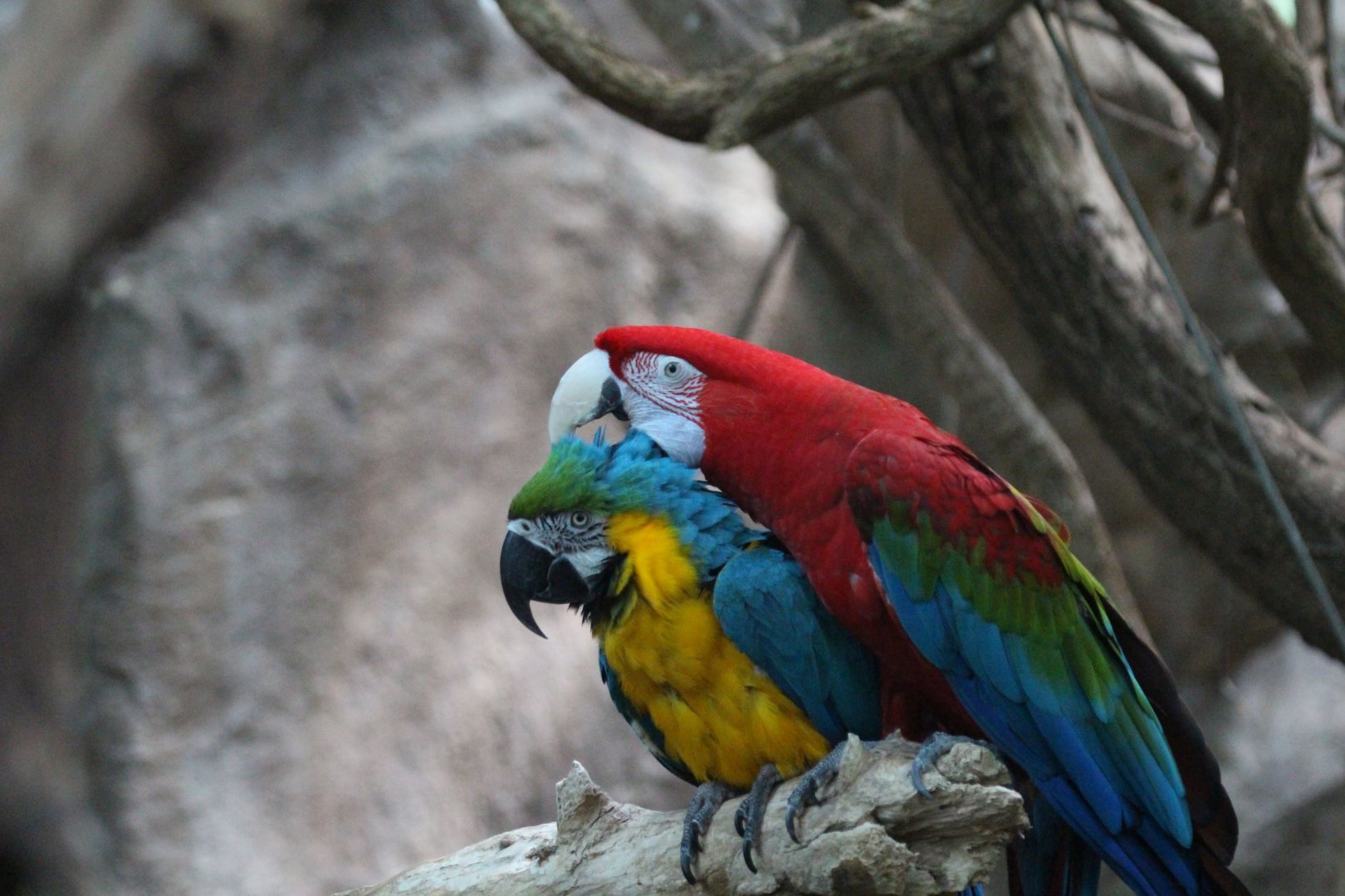 Red-and-Green Macaw & Blue-and-Yellow Macaw