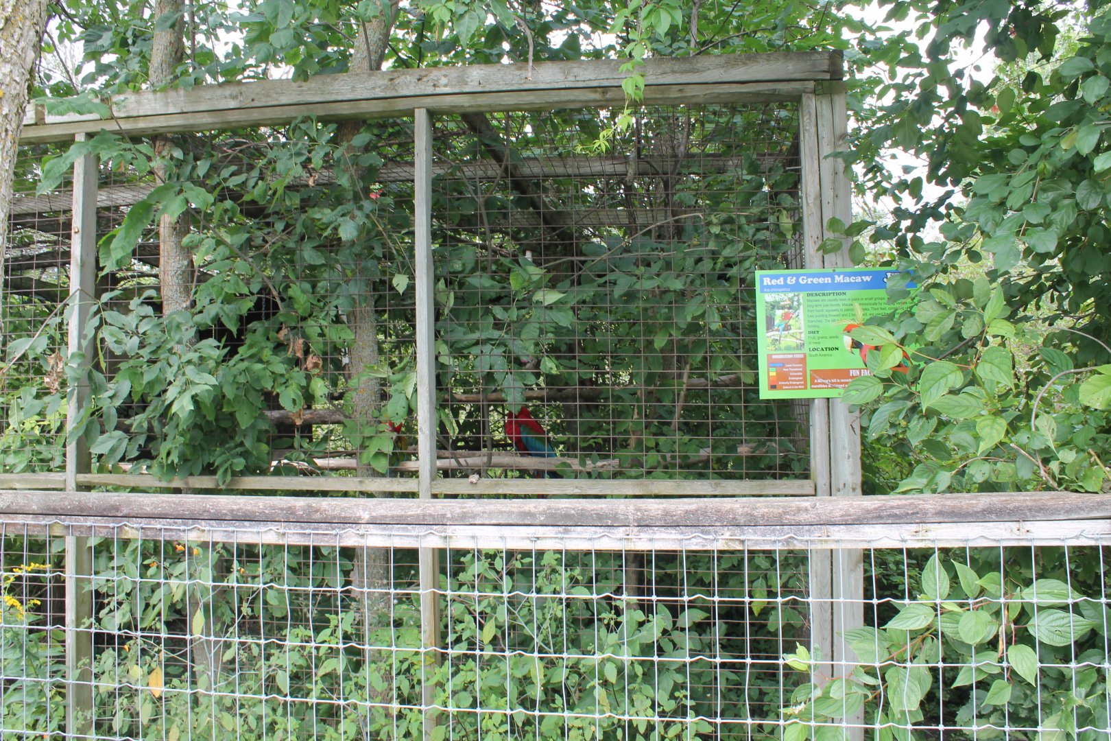 Red and Green macaw exhibit