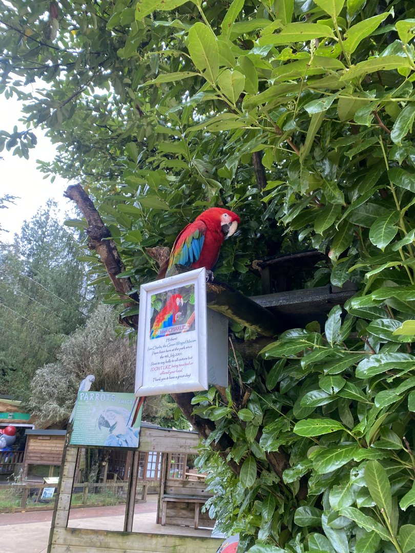 Red and green macaw (free from aviary) 170224