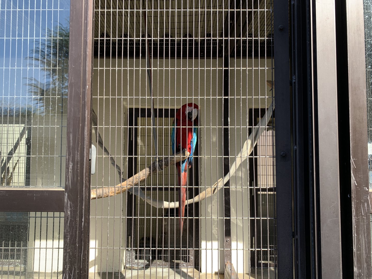 Red-and-green Macaw (Himeji City Zoo)