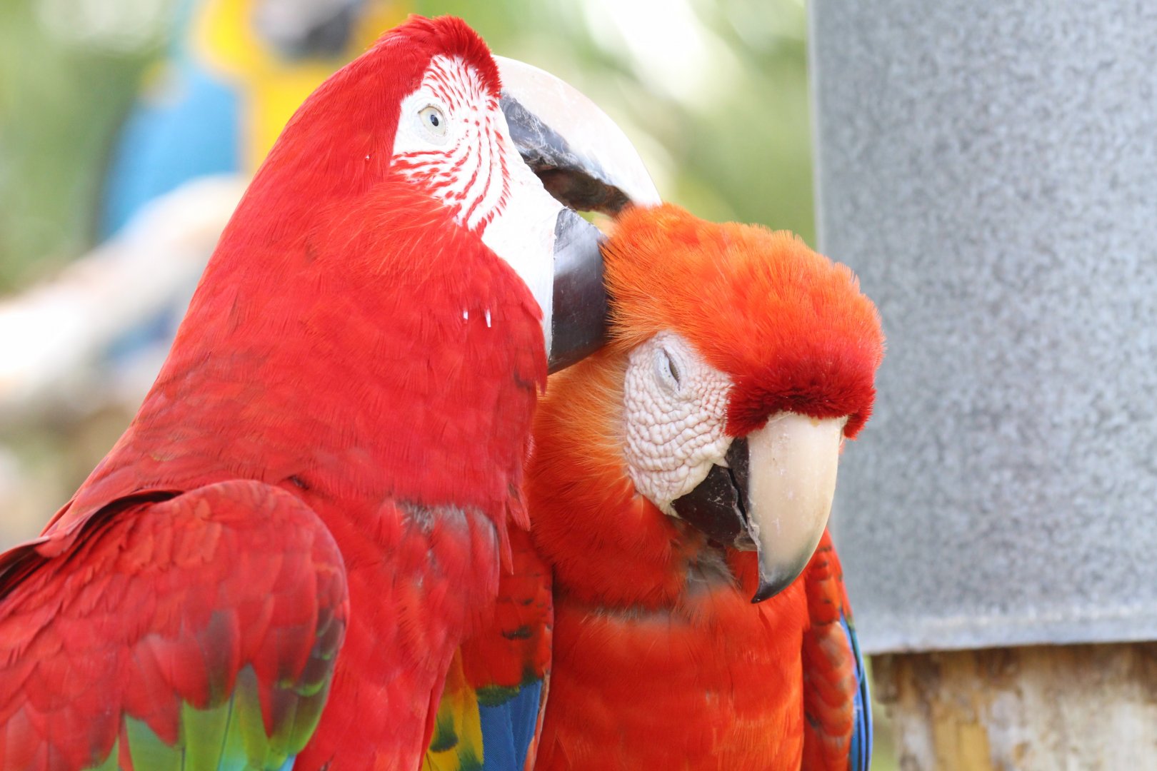 Red-and-Green Macaw & Scarlet Macaw (2016)