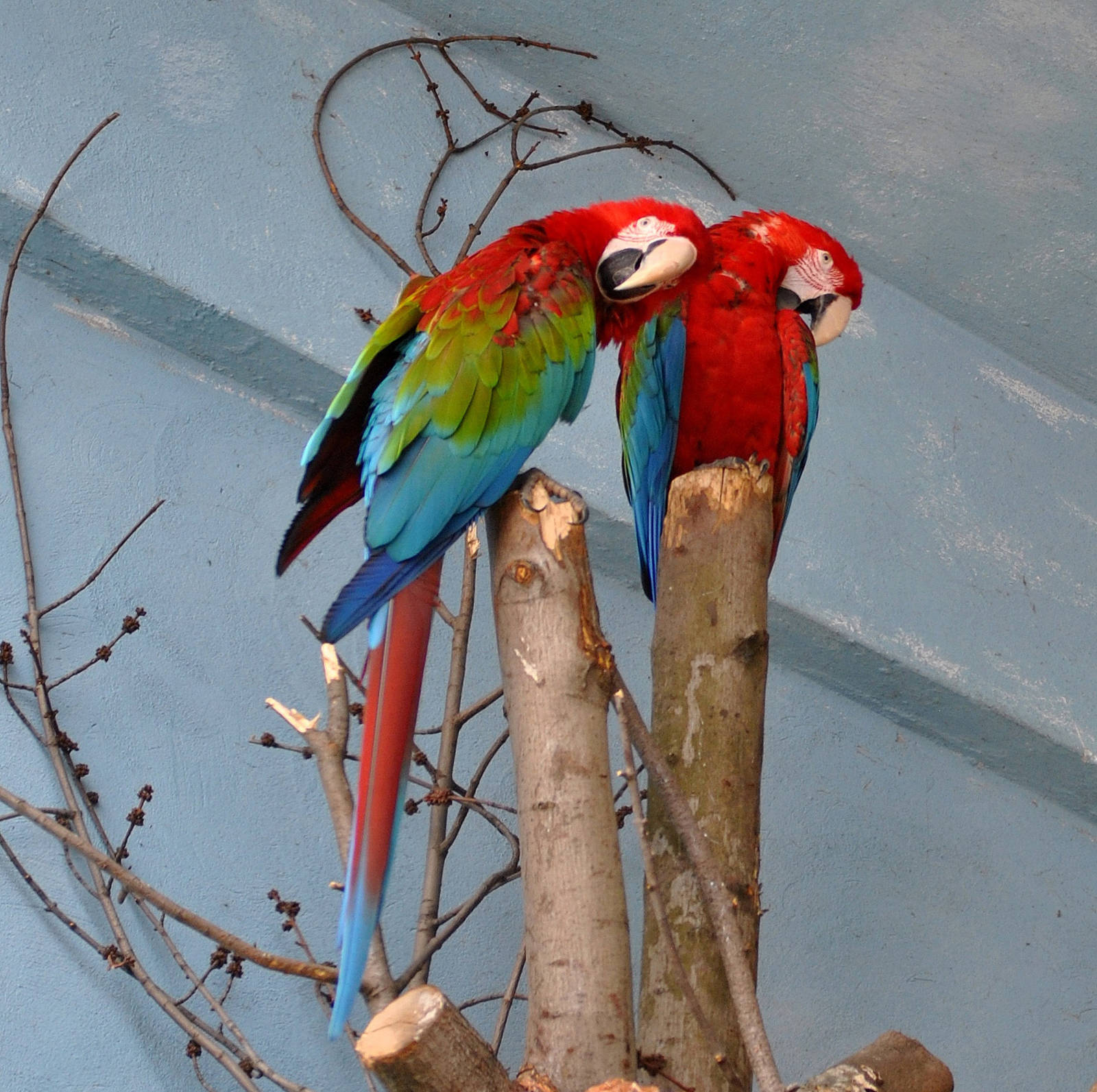 Red and Green macaw