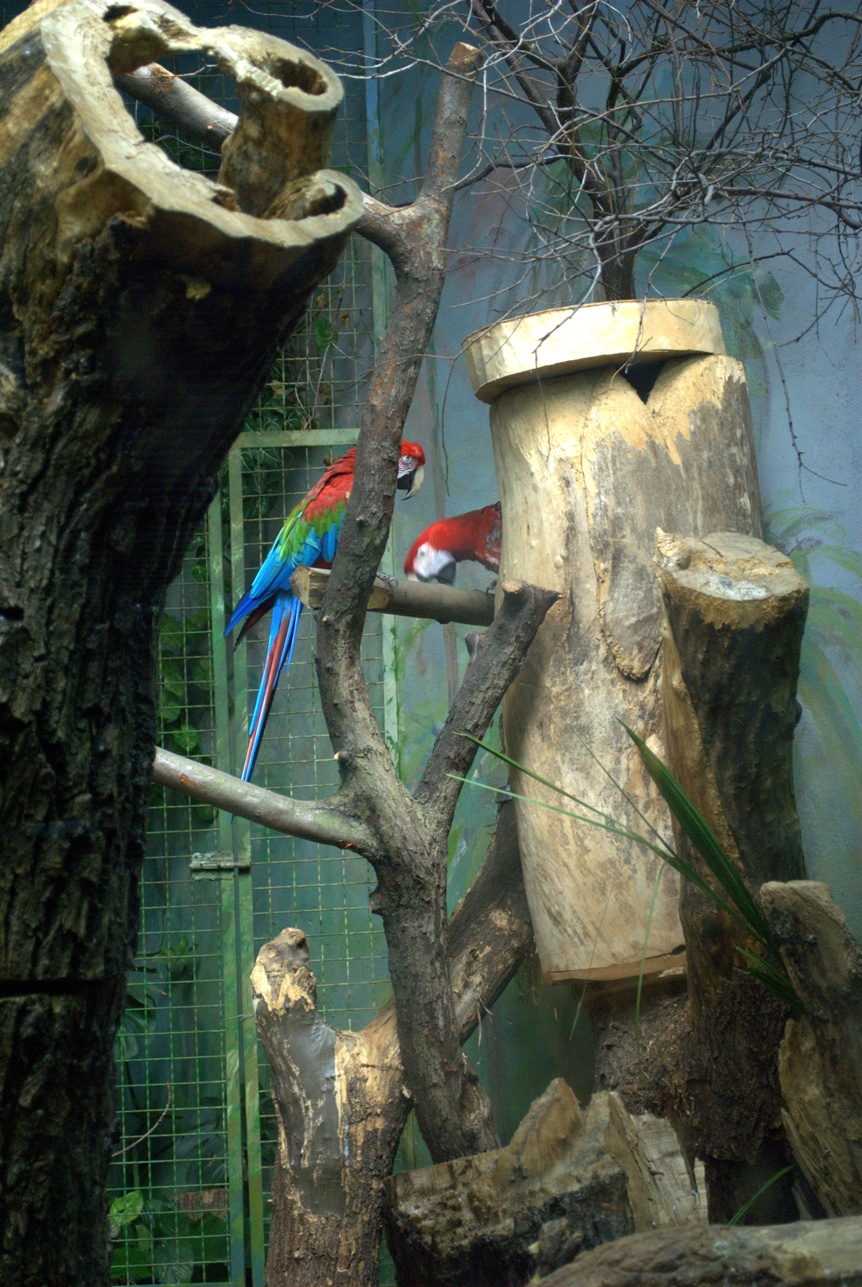 Red and green Macaw
