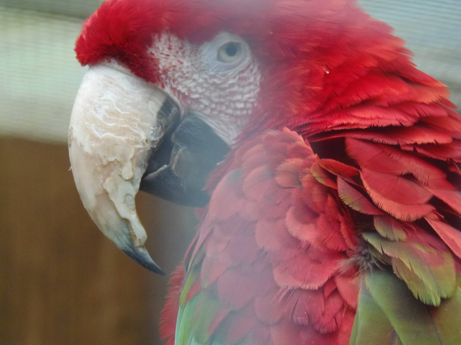 Red-and-green macaw