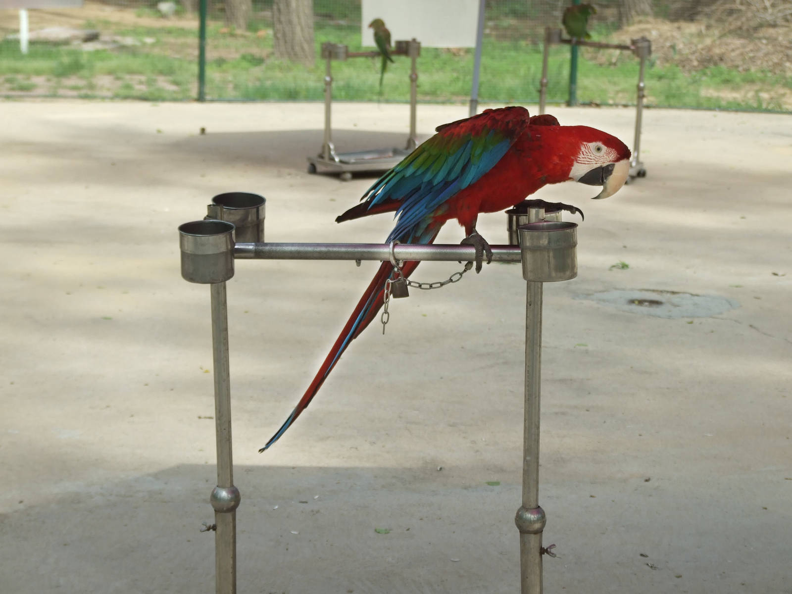 Red-and-green Macaw