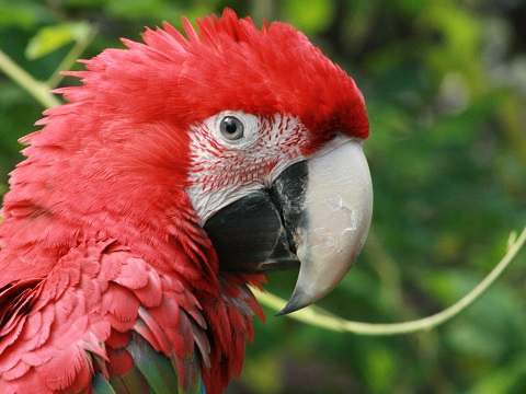 Red-and-green Macaw