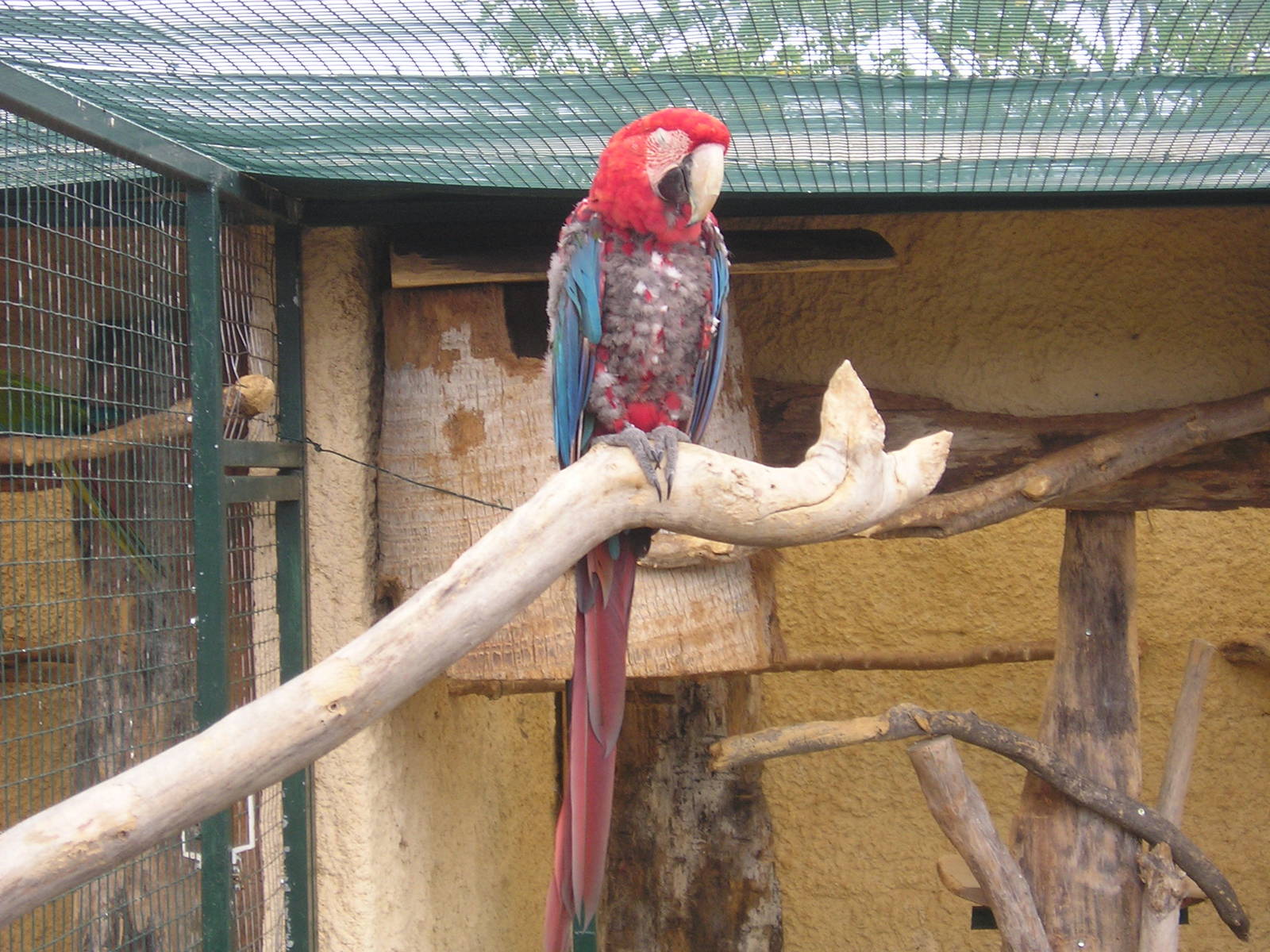 Red-and-green macaw