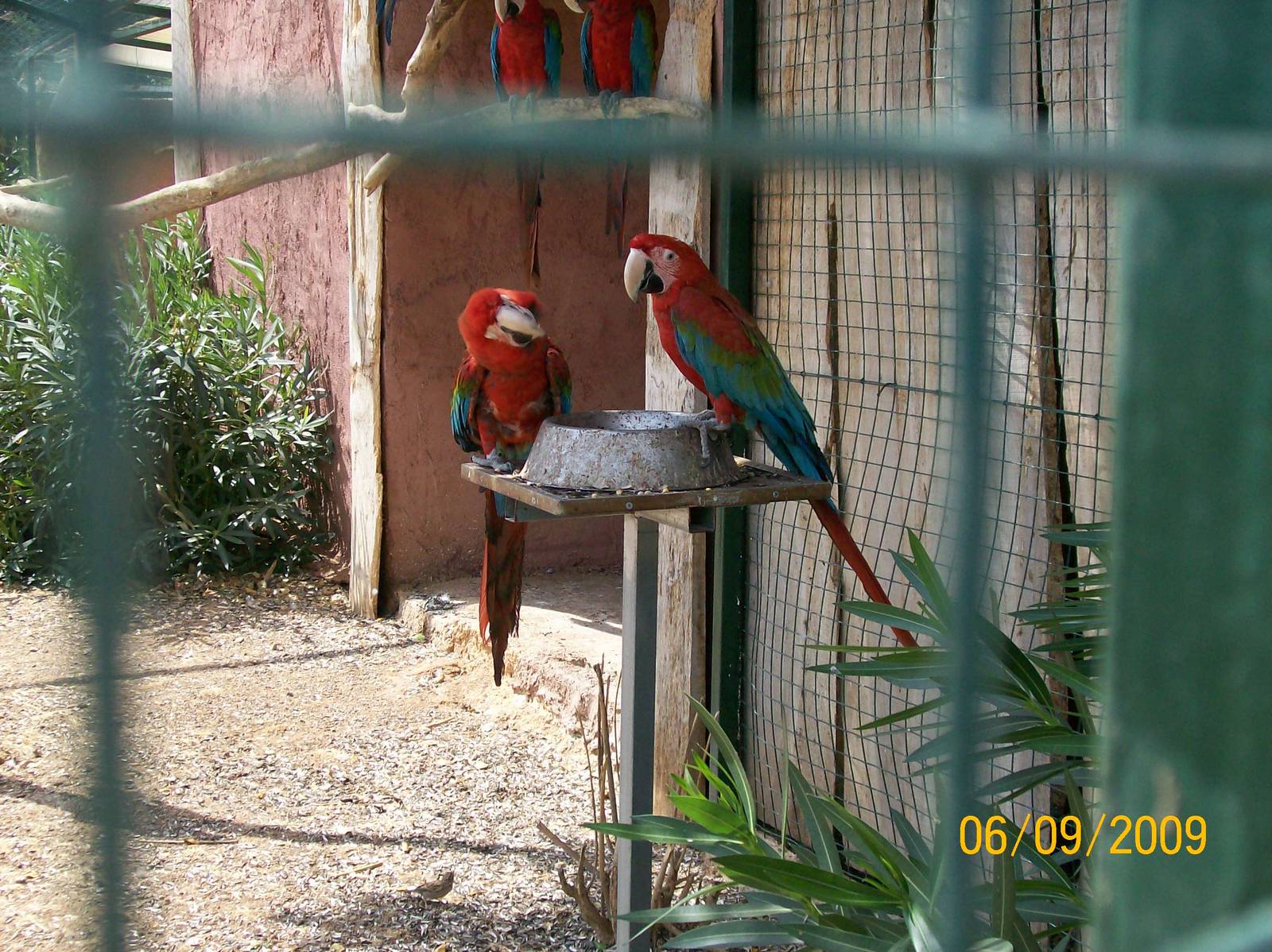 Red-and-green macaw