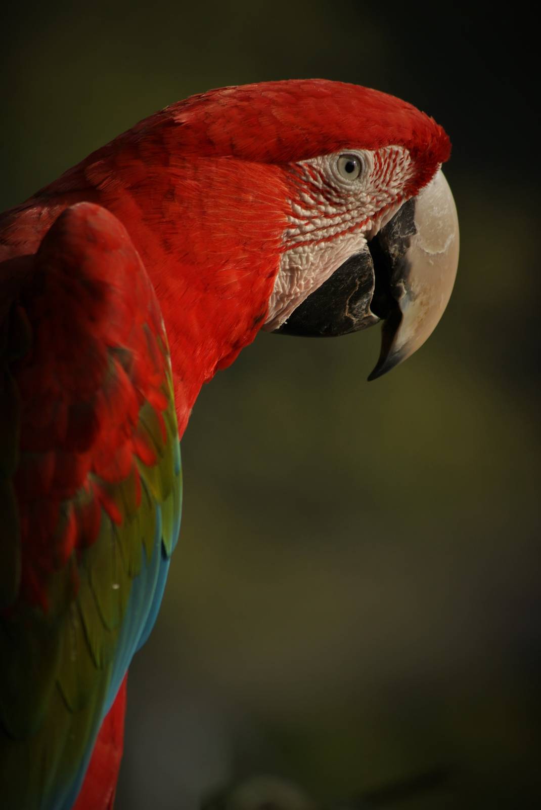 Red-and-green macaw