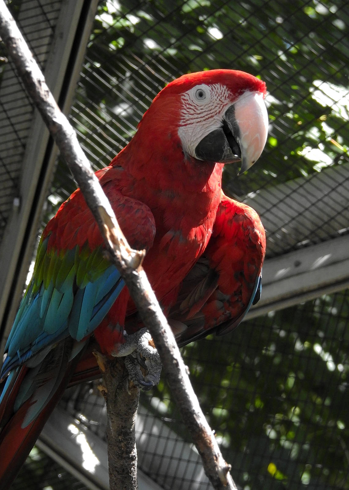Red and Green Macaw