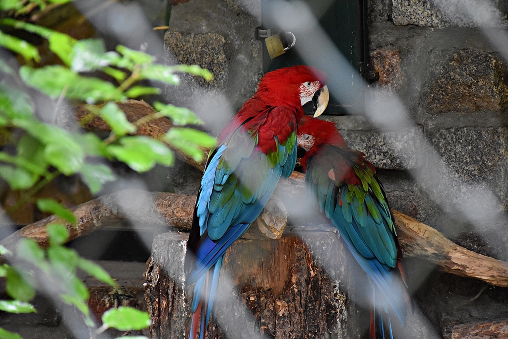 Red-and-green macaw
