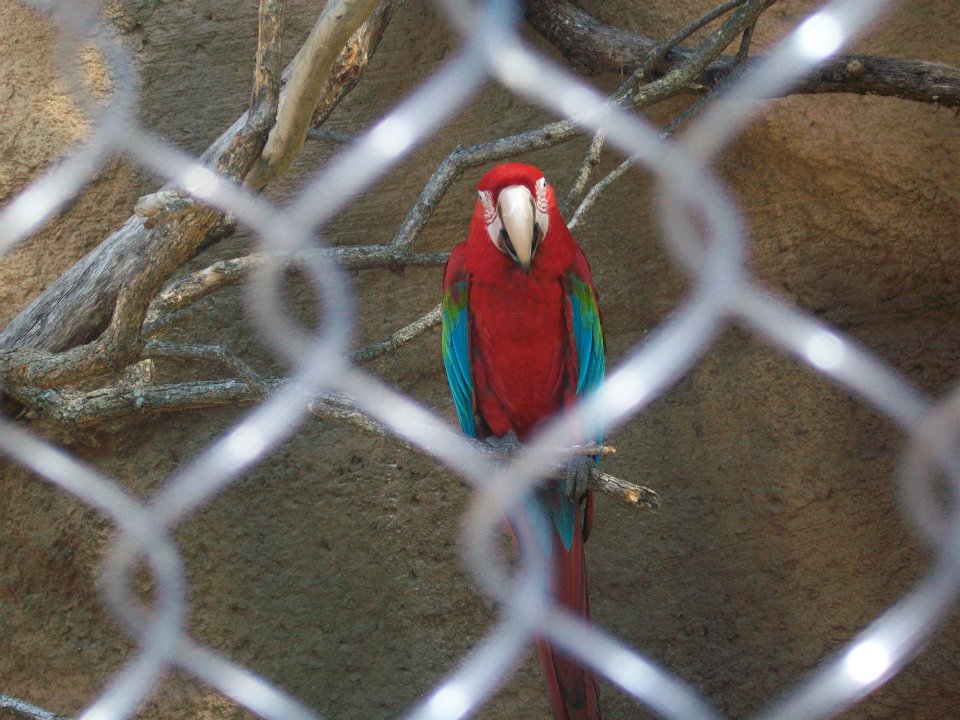 Red-and-green macaw