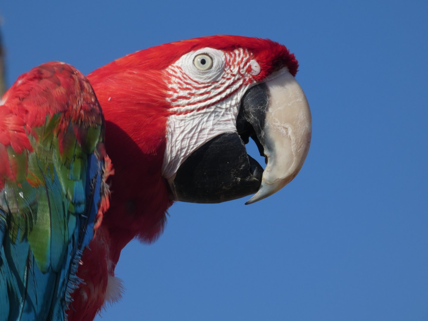 Red and Green Macaw