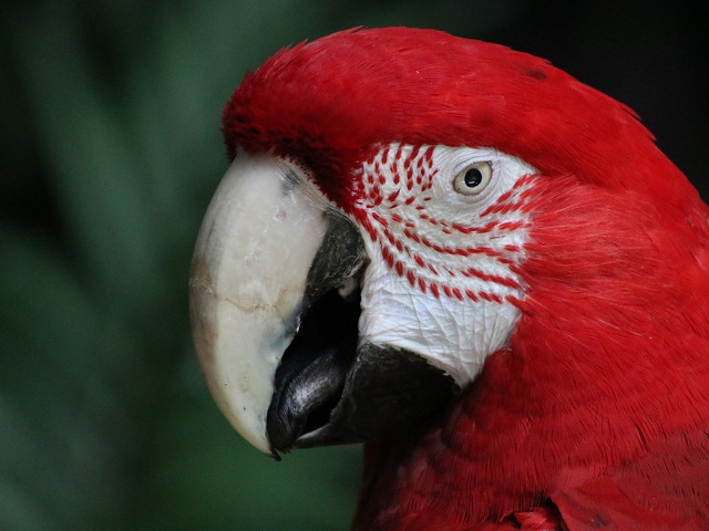 Red-and-green Macaw