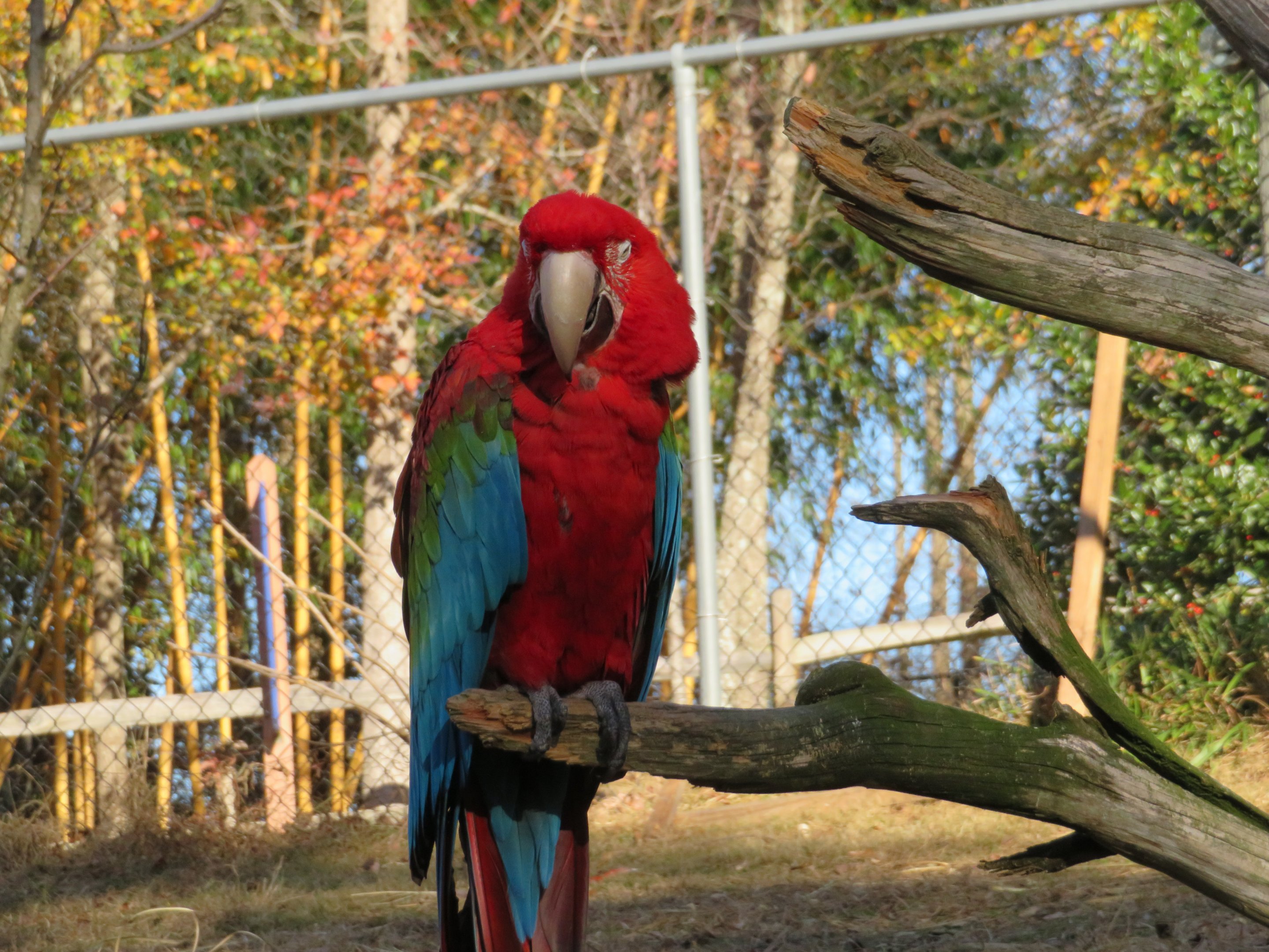 Red-and-Green Macaw