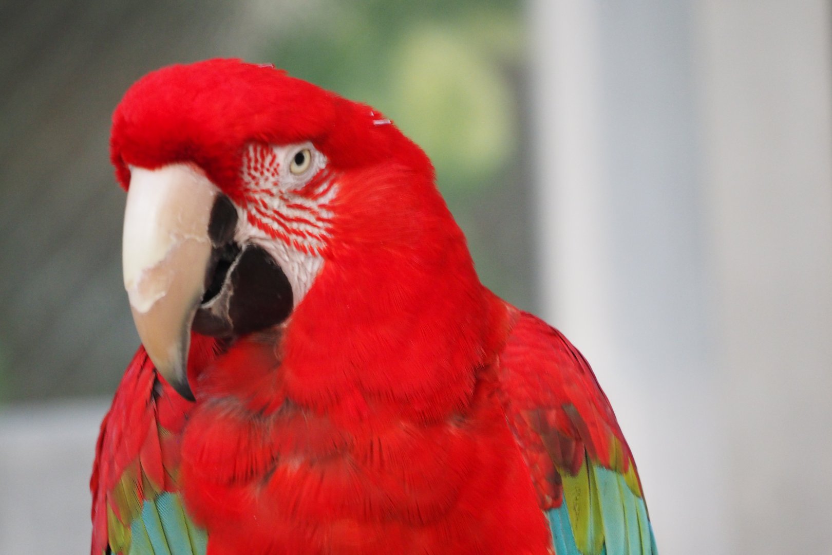 Red and green macaw