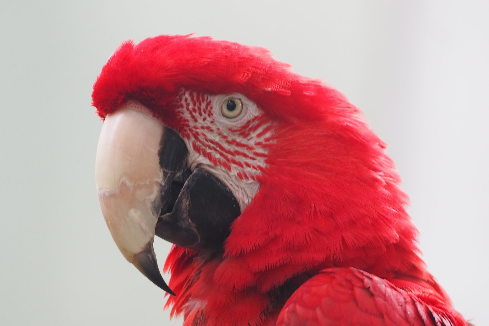 Red and Green Macaw