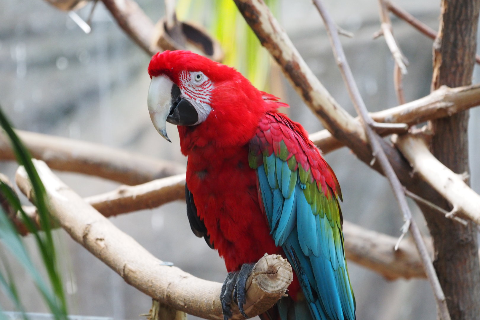 Red and Green Macaw