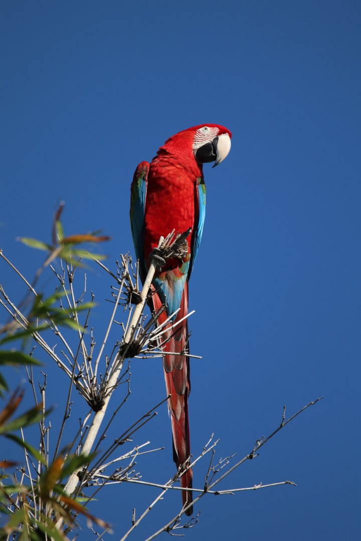 Red-and-green macaw
