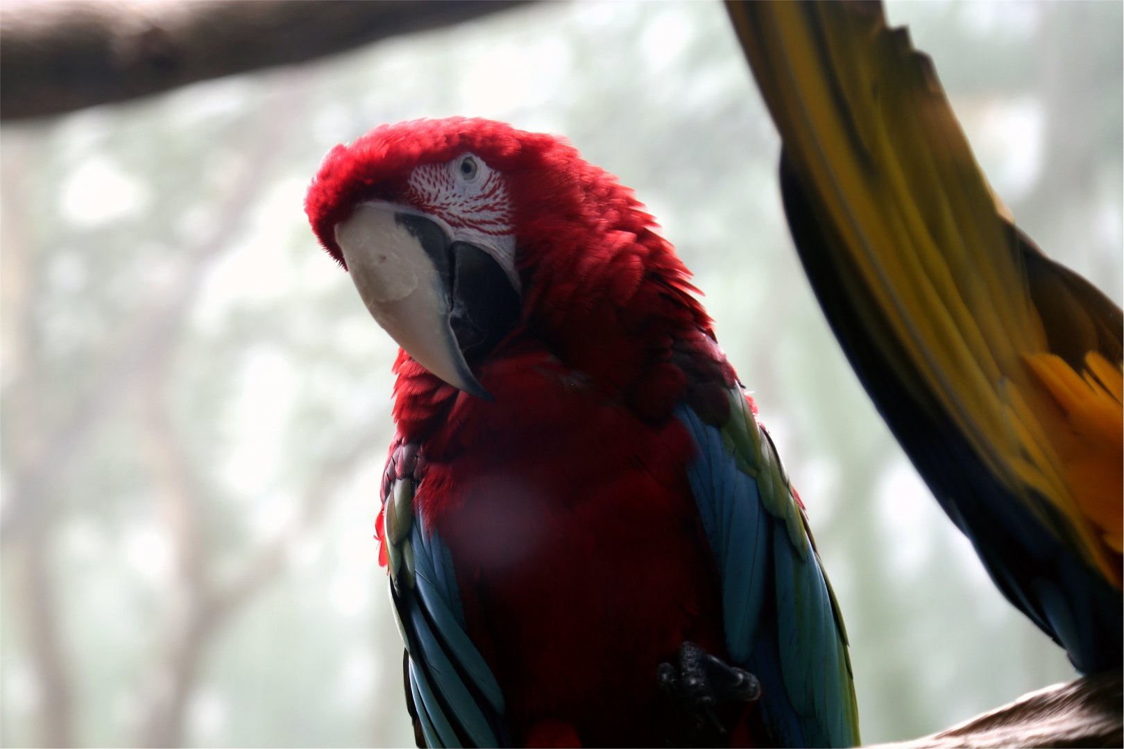 Red-and-green Macaw
