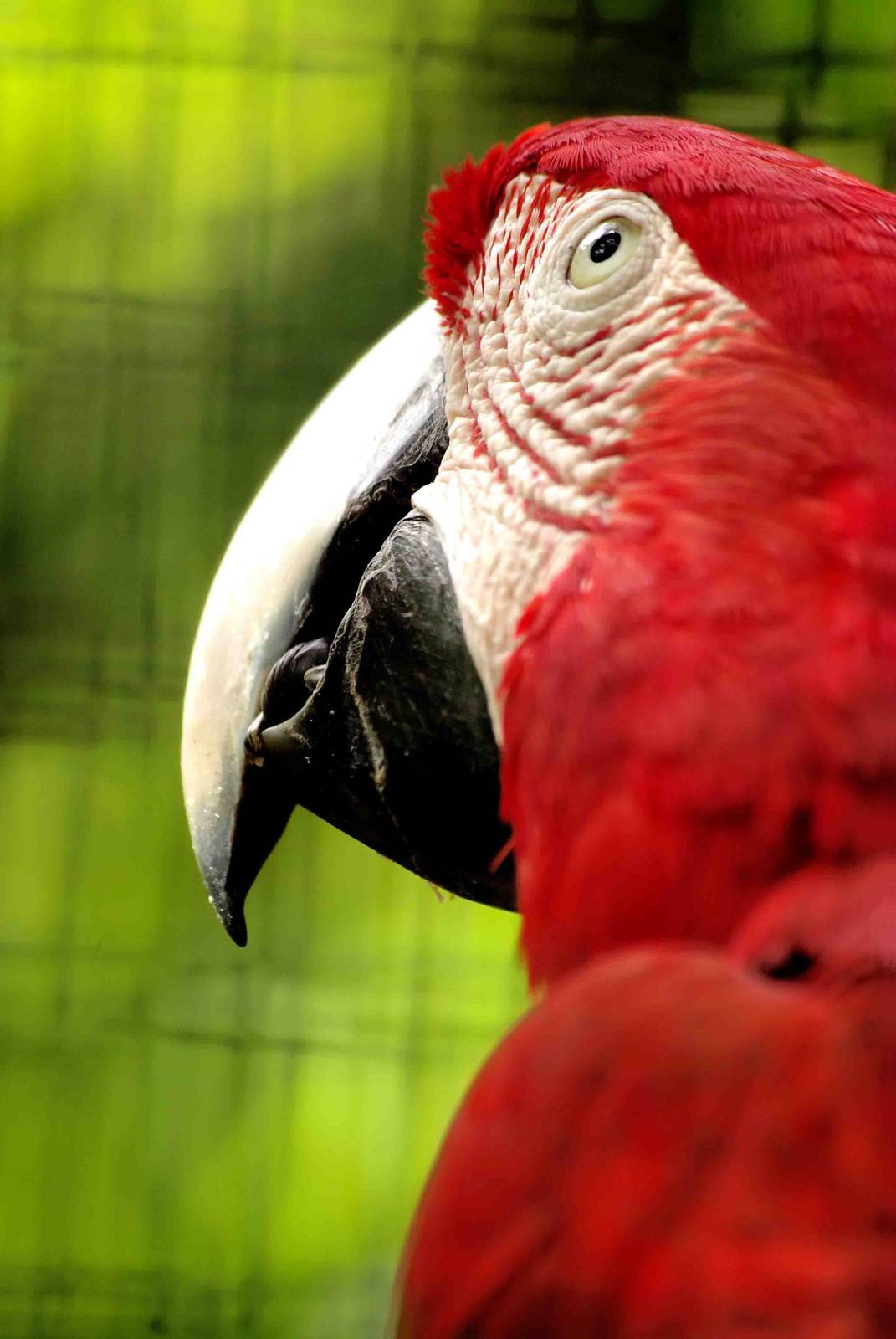 Red and Green Macaw