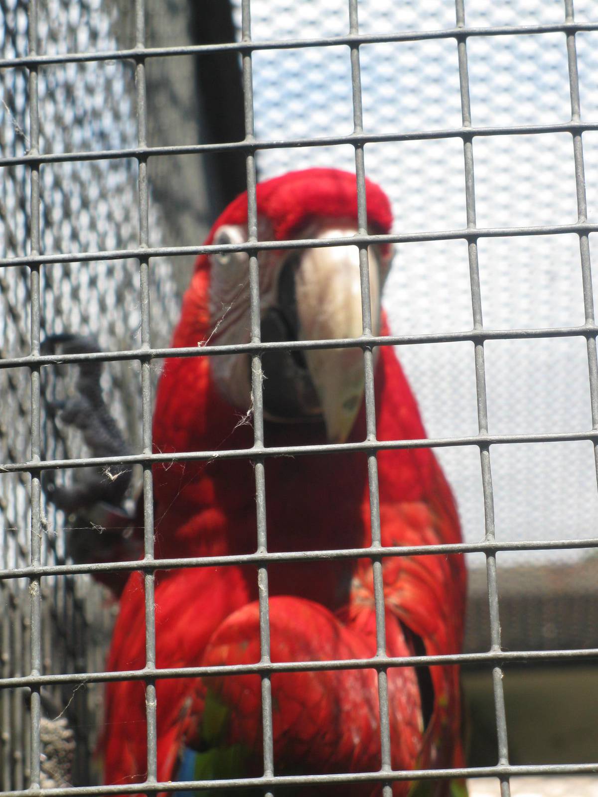 Red-and-Green Macaw's portrait