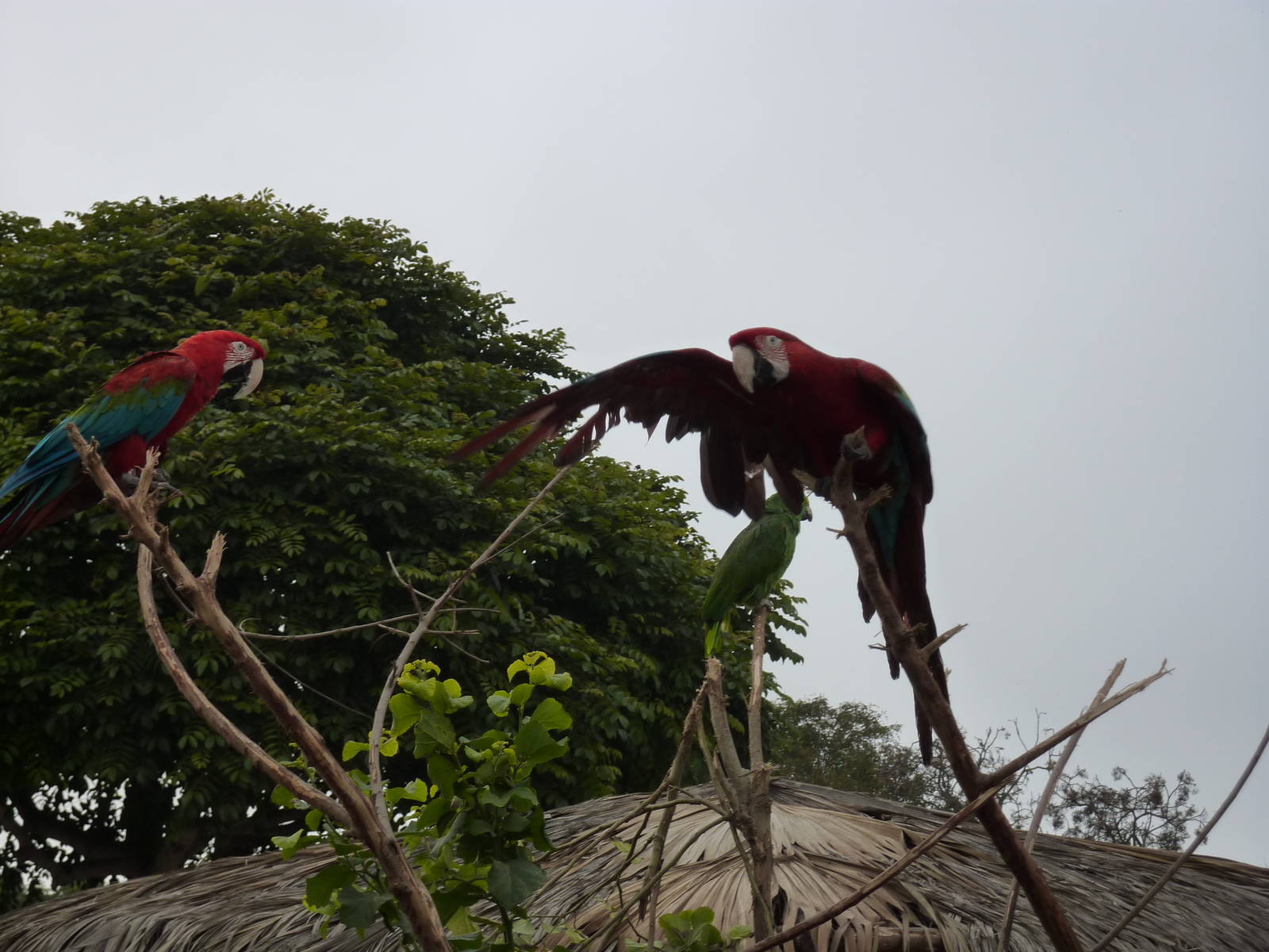Red and Green Macaws