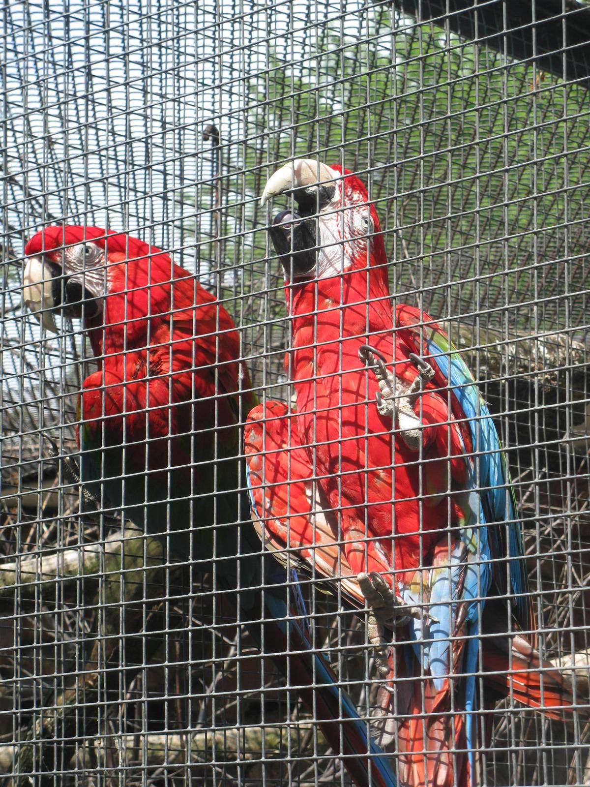 Red-and-Green Macaws
