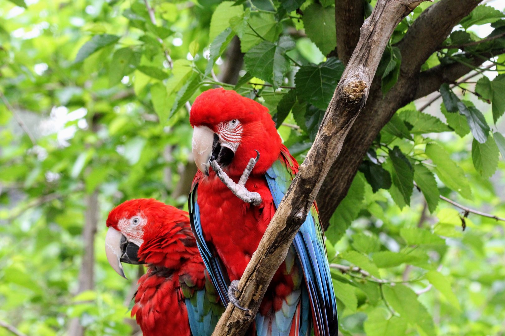 Red-and-green Macaws