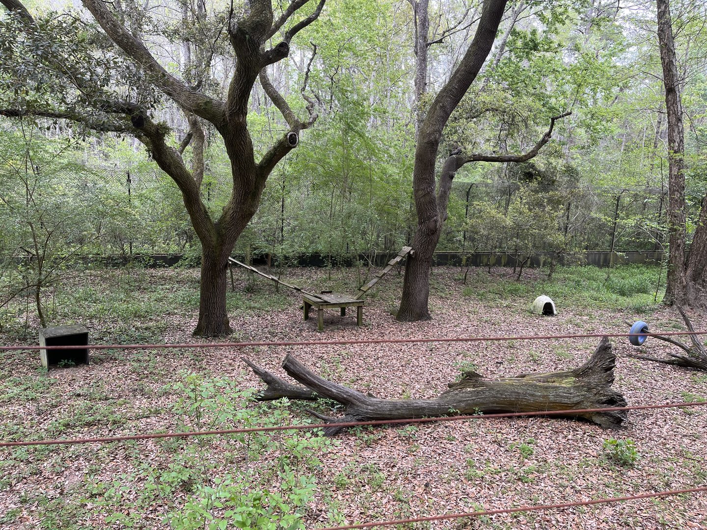 Red and grey fox habitat