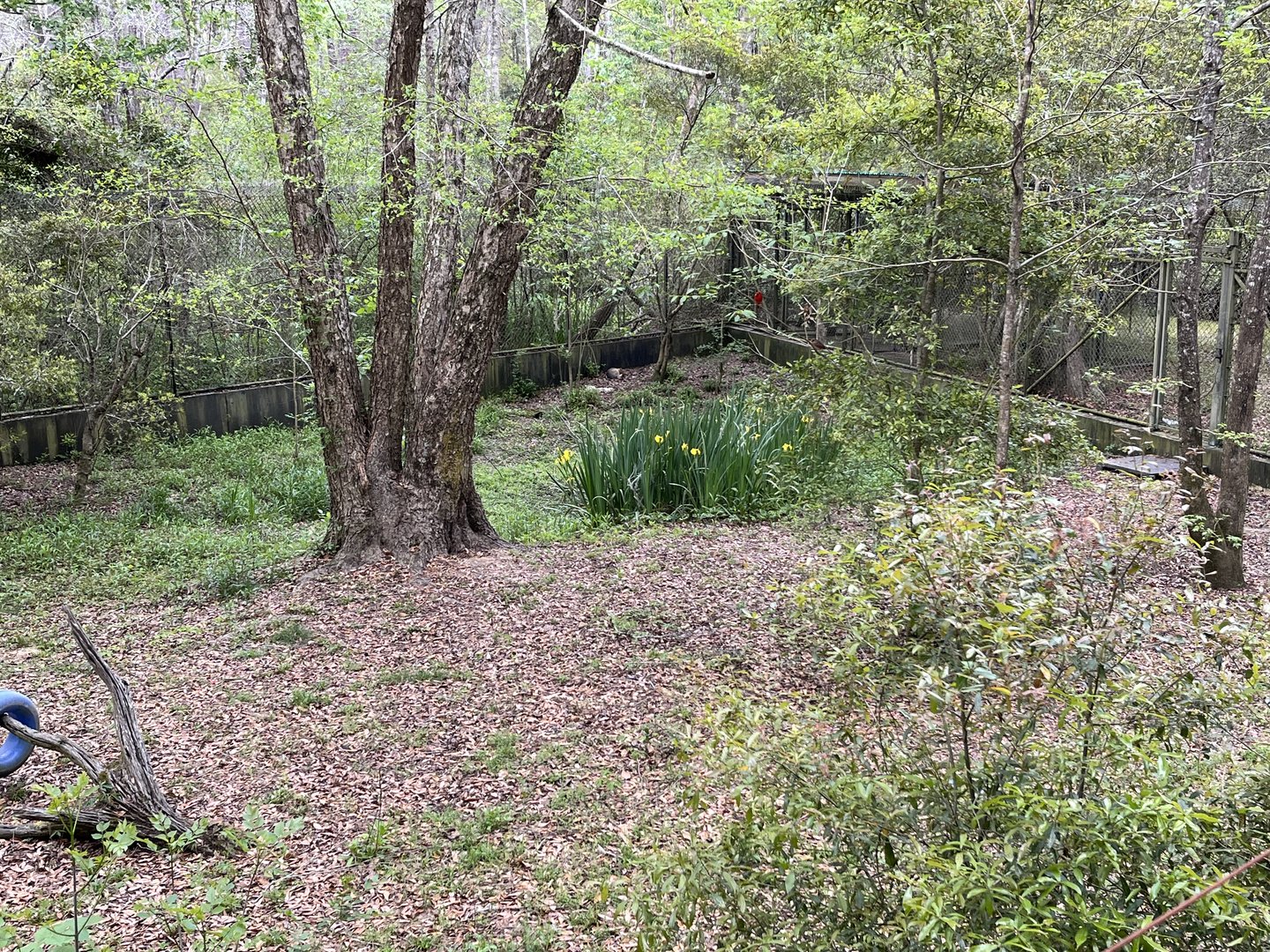 Red and grey fox habitat