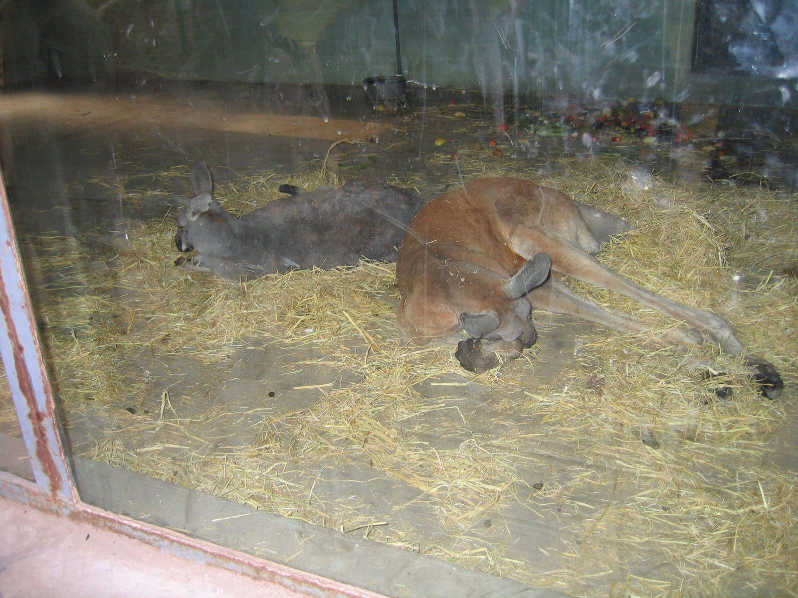 Red and Grey Kangaroos - Beijing Zoo