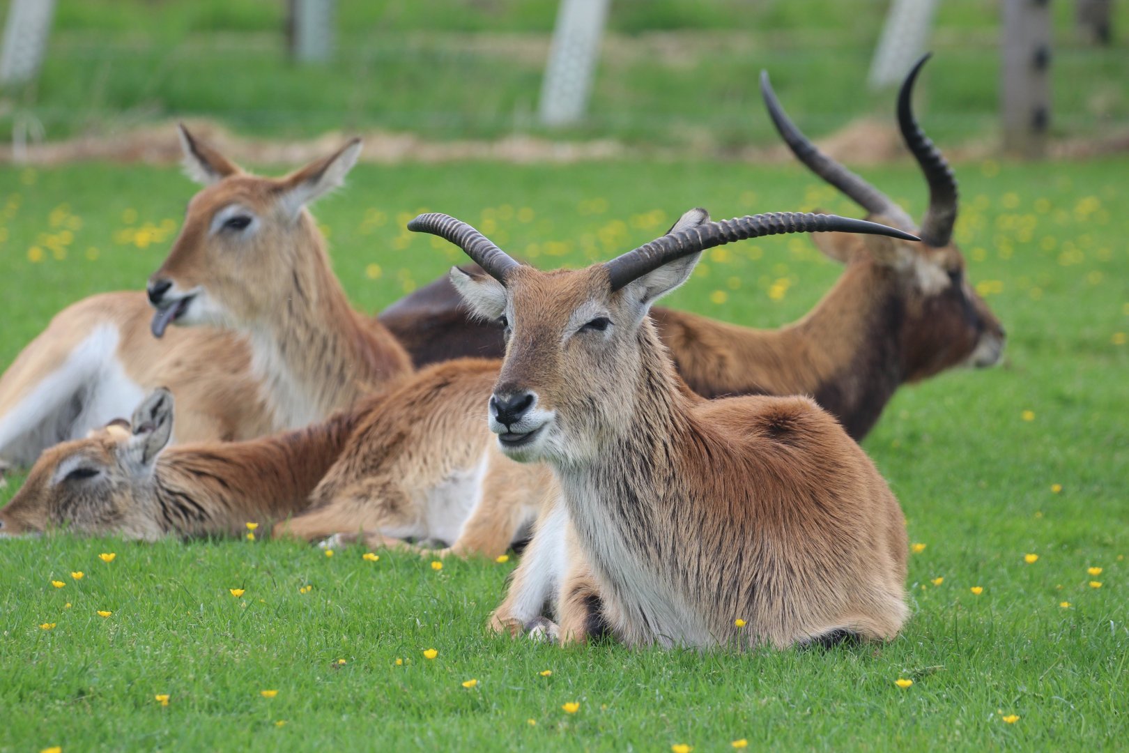 Red and Nile lechwe