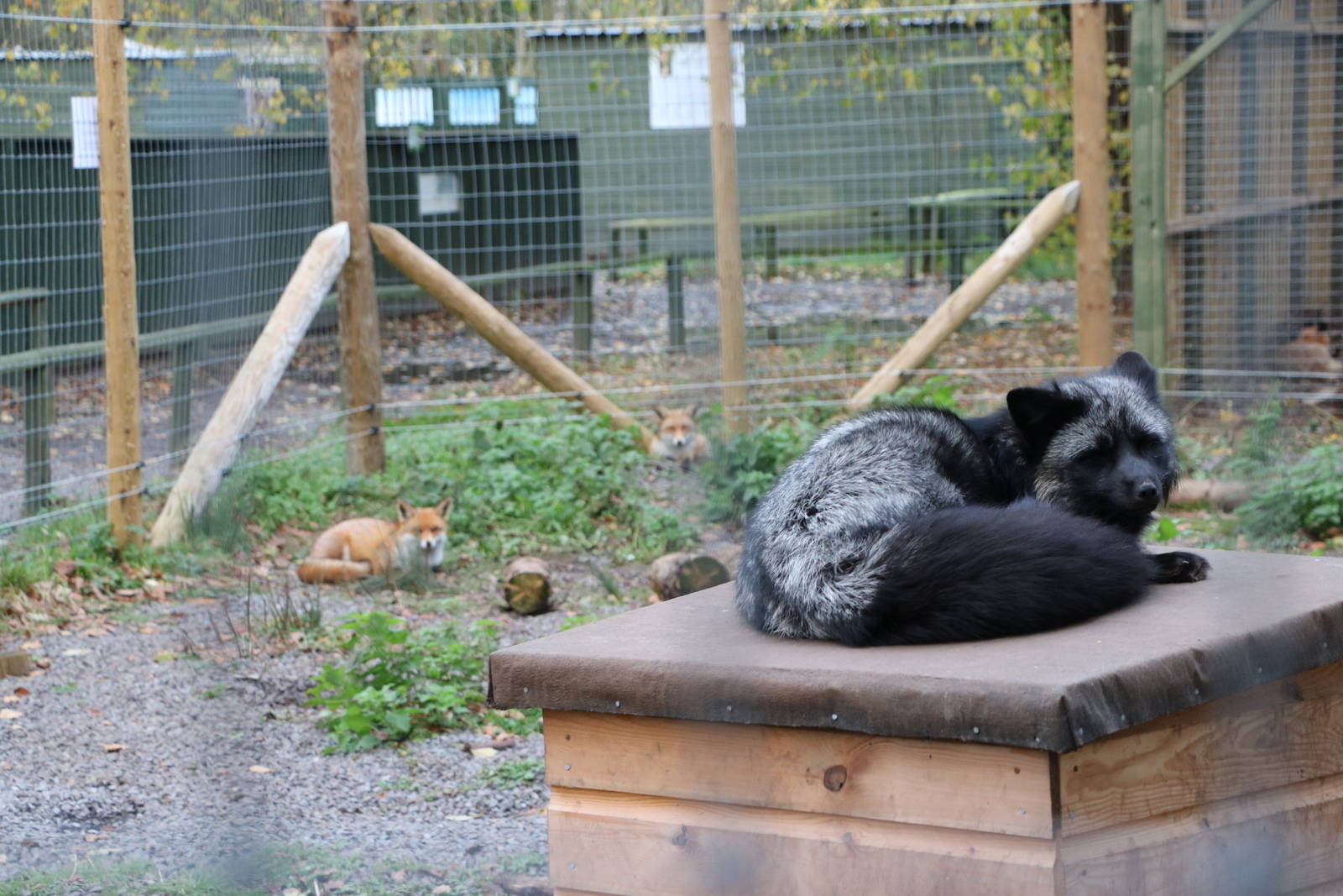Red and 'Silver' foxes, November 2015