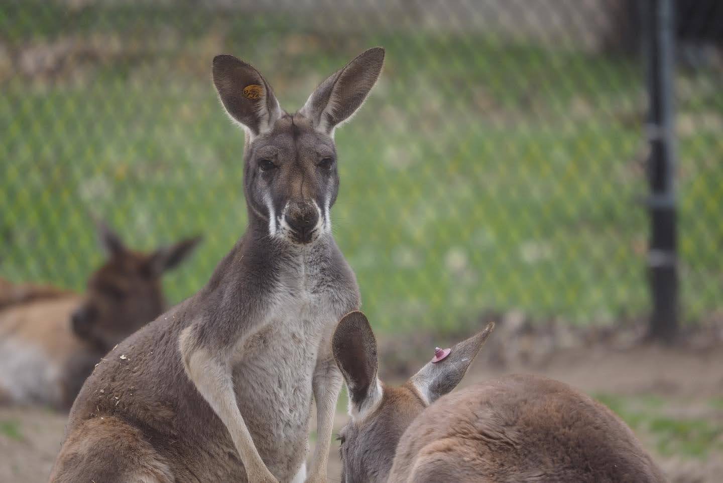 Red and western gray kangaroos