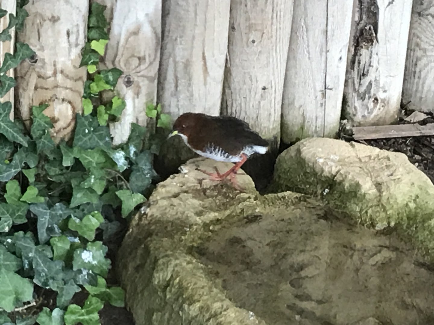 Red-and-white crake 081018