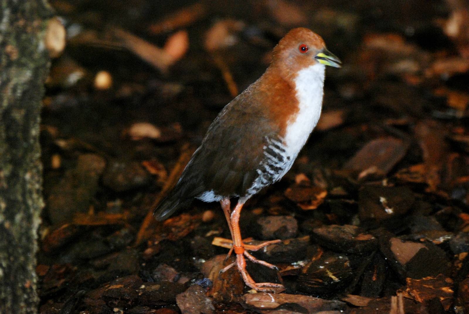 Red-and-White Crake at Walsrode, 22/03/13
