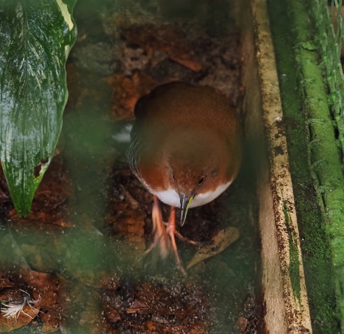 Red-and-white crake (Laterallus leucopyrrhus), 2024-05-22